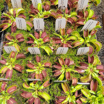 Fused Tooth Extreme Venus Flytrap (Dionaea muscipula) – Venus flytrap