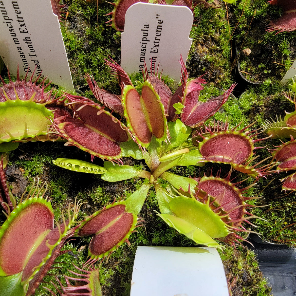 Fused Tooth Extreme Venus Flytrap (Dionaea muscipula) – Venus flytrap
