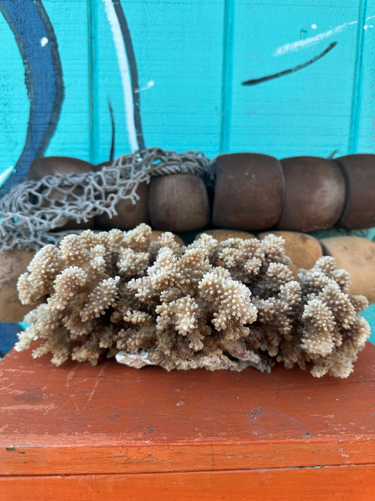 Vintage Natural Brownstem Coral - Pocillopora verrucosa, Exact Coral 13×8×5"