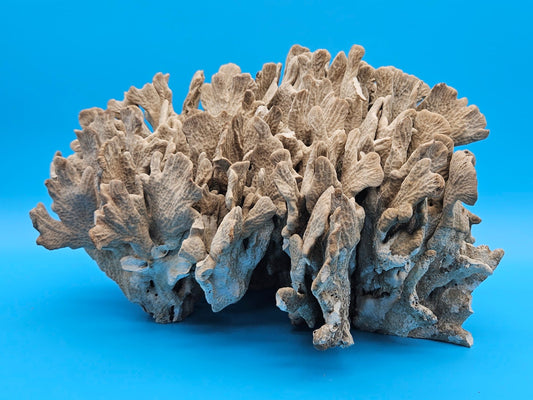 Vintage Cactus Coral Specimen - Natural Coastal Home Decor Piece