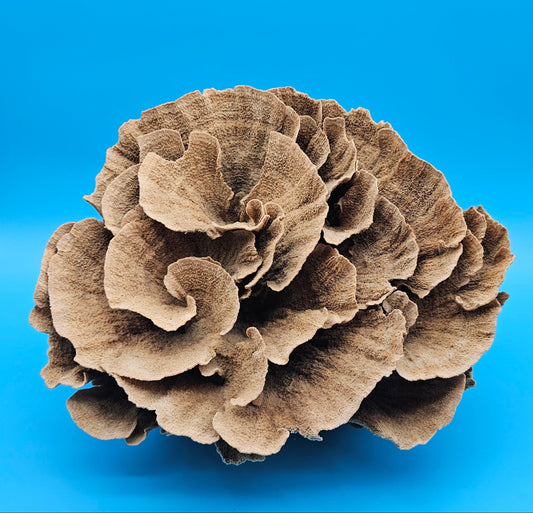 Vintage Poca Coral Specimen - Natural Coastal Home Decor Piece