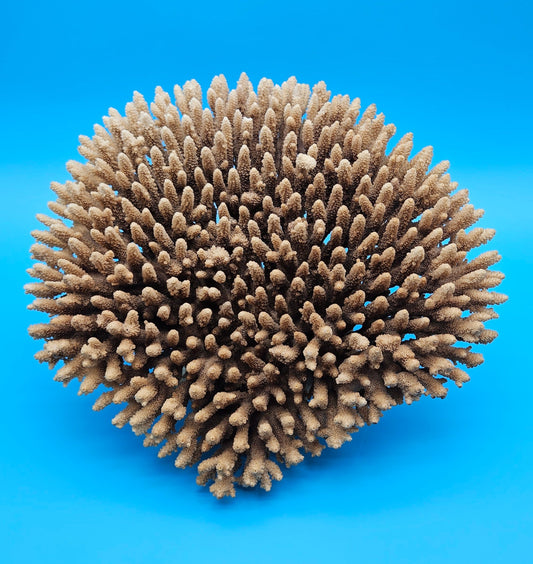 Vintage Table Coral – Acropora hyacinthus – Natural 12"