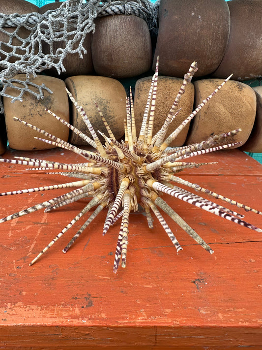 Vintage Zebra Sea Urchin Shell with Spines – Large Marine Specimen Coastal Decor 10"