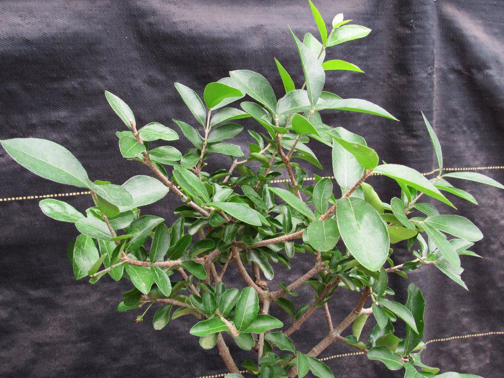 Weeping Barbados Cherry Bonsai Tree – Malpighia pendiculata | 12 Years Old, 14–16” Tall, Indoor Tropical Bonsai – Barbados Cherry