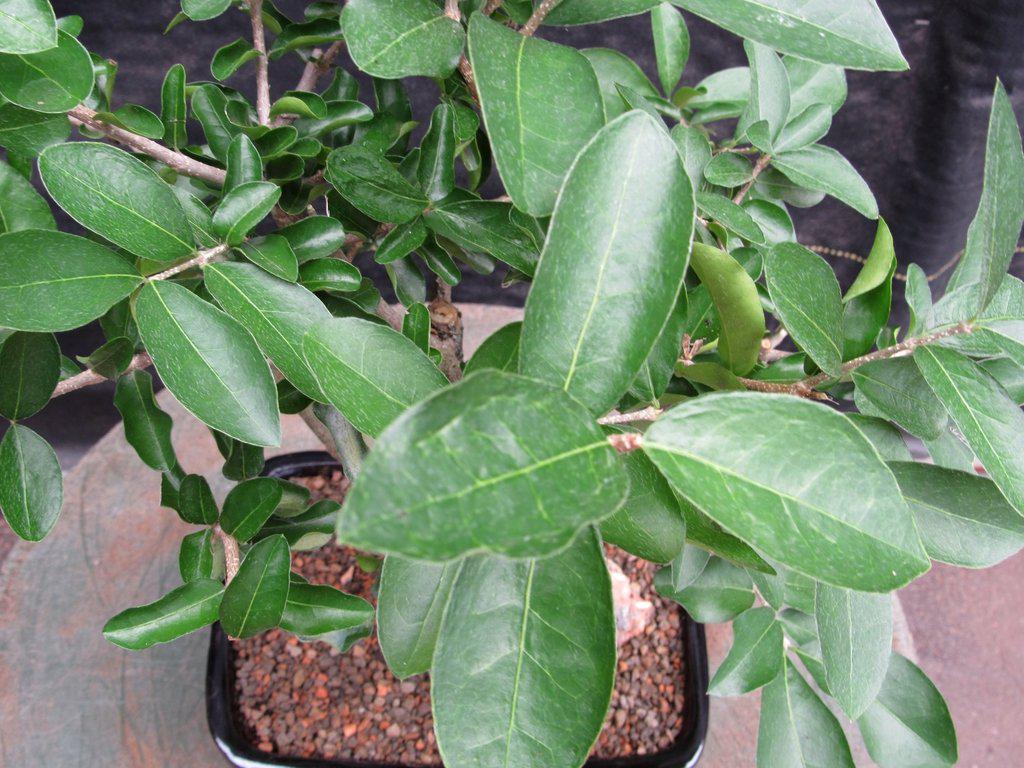 Weeping Barbados Cherry Bonsai Tree – Malpighia pendiculata | 12 Years Old, 14–16” Tall, Indoor Tropical Bonsai – Barbados Cherry
