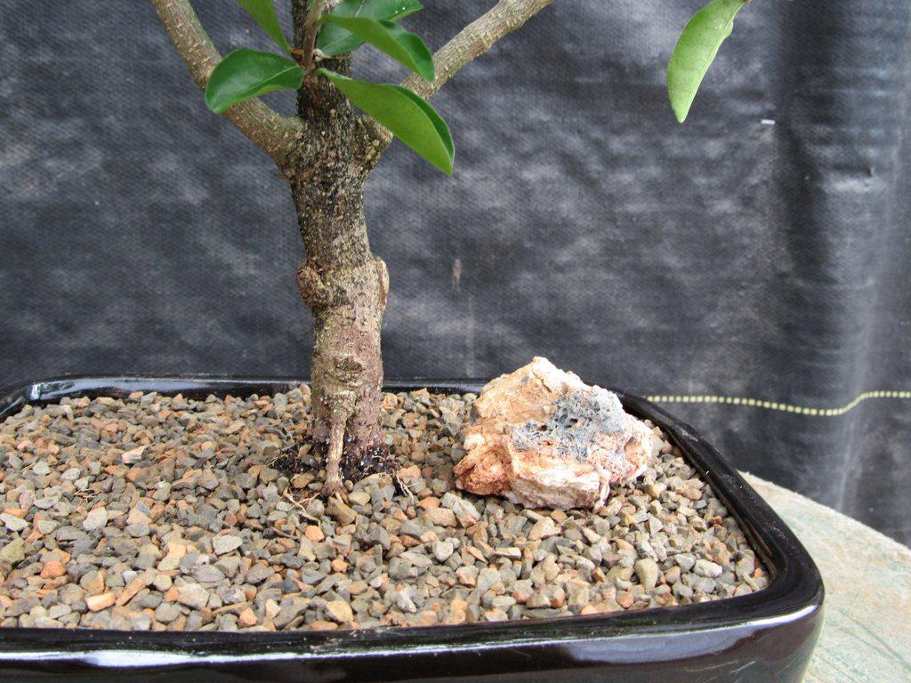 Weeping Barbados Cherry Bonsai Tree – Malpighia pendiculata | 12 Years Old, 14–16” Tall, Indoor Tropical Bonsai – Barbados Cherry