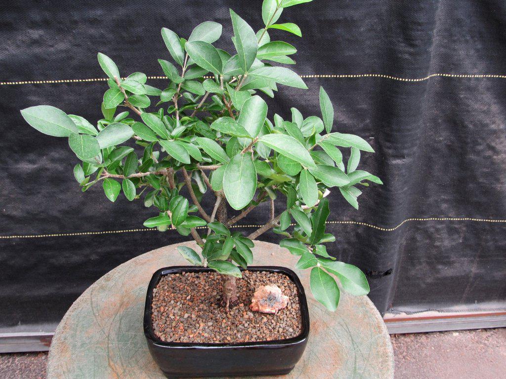 Weeping Barbados Cherry Bonsai Tree – Malpighia pendiculata | 12 Years Old, 14–16” Tall, Indoor Tropical Bonsai – Barbados Cherry