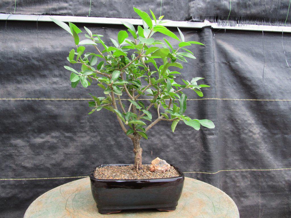 Weeping Barbados Cherry Bonsai Tree – Malpighia pendiculata | 12 Years Old, 14–16” Tall, Indoor Tropical Bonsai – Barbados Cherry