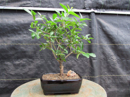 Weeping Barbados Cherry Bonsai Tree – Malpighia pendiculata | 12 Years Old, 14–16” Tall, Indoor Tropical Bonsai – Barbados Cherry