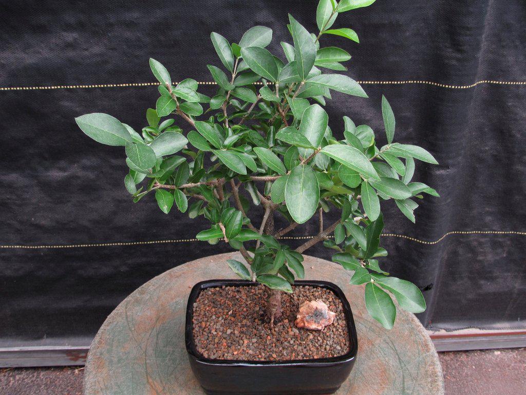 Weeping Barbados Cherry Bonsai Tree – Malpighia pendiculata | 12 Years Old, 14–16” Tall, Indoor Tropical Bonsai – Barbados Cherry