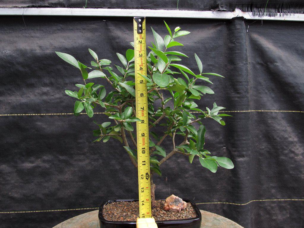 Weeping Barbados Cherry Bonsai Tree – Malpighia pendiculata | 12 Years Old, 14–16” Tall, Indoor Tropical Bonsai – Barbados Cherry