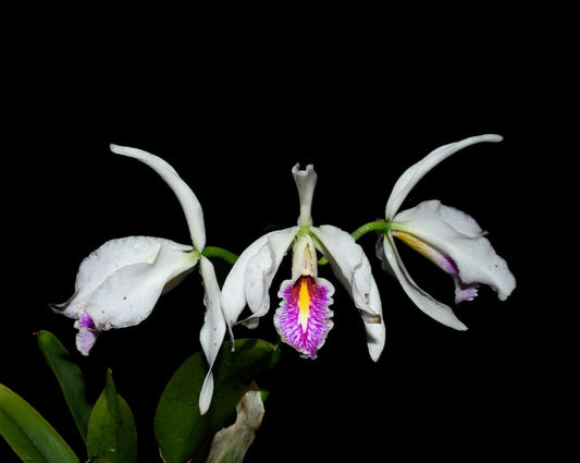 Cattleya maxima f. semialba x 'Gigi'