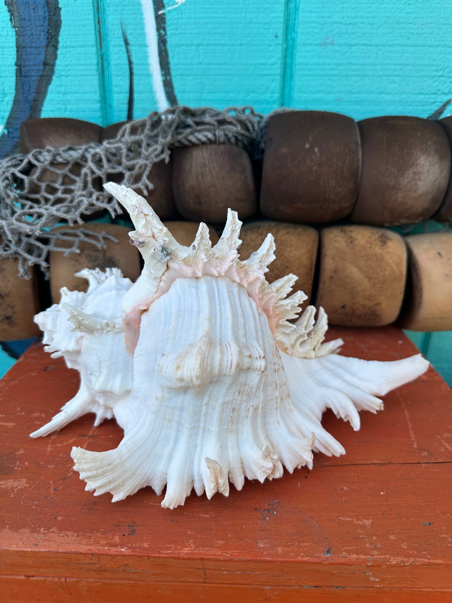 Ramose Murex Shell with Operculum 11" – Murex ramosus Coastal Display