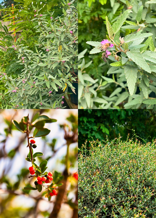 Florida Native Tea Duo: Yaupon Holly + Florida Native Tea Bush