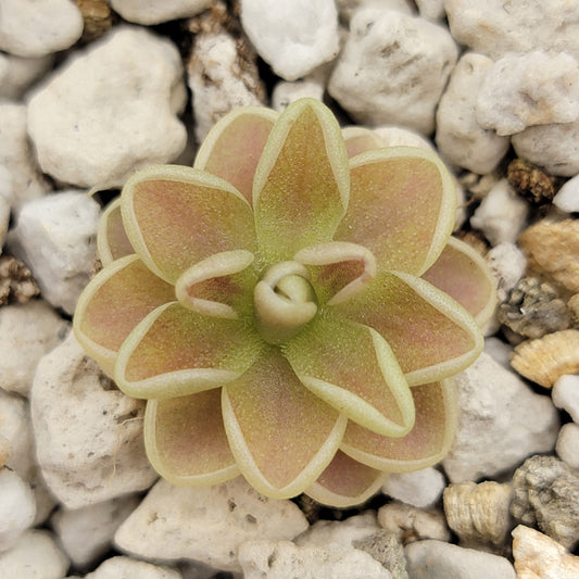Pinguicula "Yucca Do 1717" – Butterworts