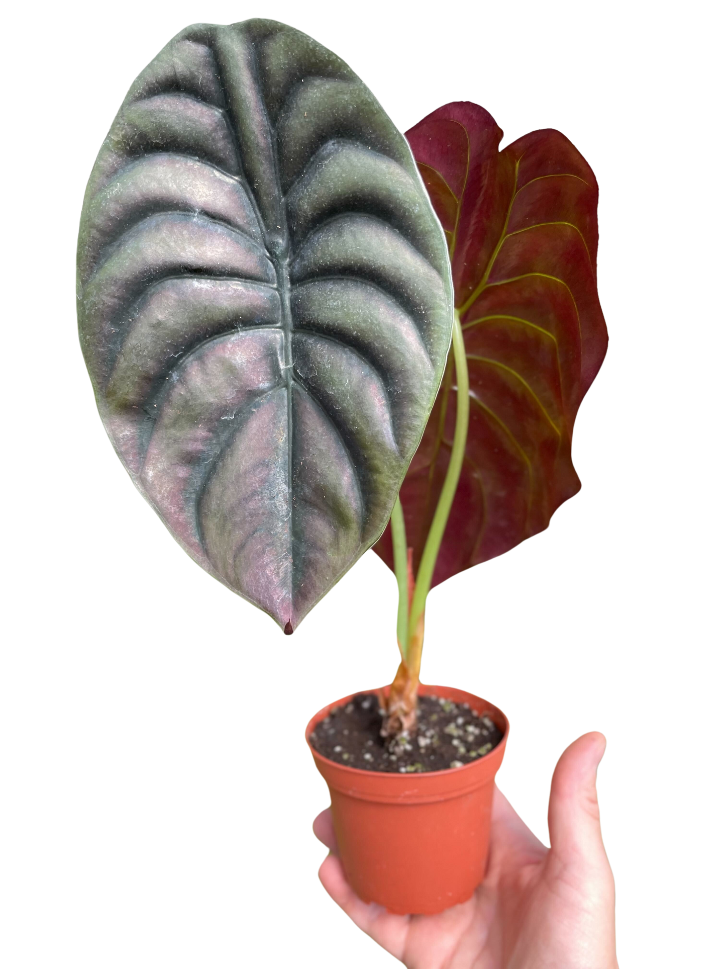 Alocasia 'Red Secret' – Metallic Foliage Tropical Houseplant