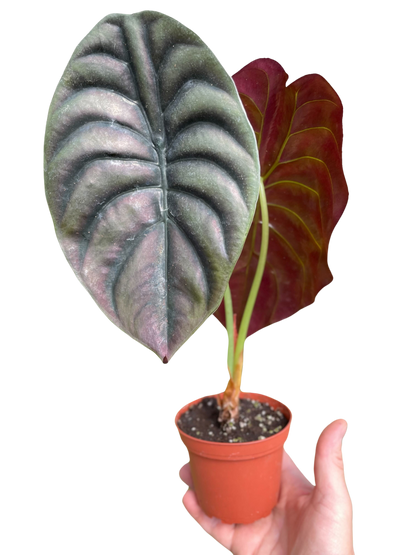 Alocasia 'Red Secret' – Metallic Foliage Tropical Houseplant
