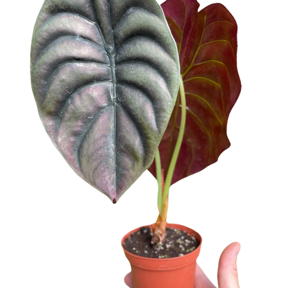Alocasia 'Red Secret' – Metallic Foliage Tropical Houseplant