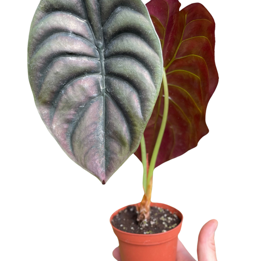Alocasia 'Red Secret' – Metallic Foliage Tropical Houseplant – 6" Pot