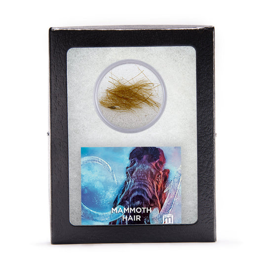 Mammoth Hair – Specimens > Fossils > Mammals > Woolly Mammoth