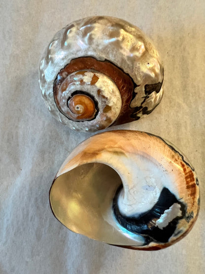 African Turbo Shells- 4 Sizes (Turbo sarmaticus)