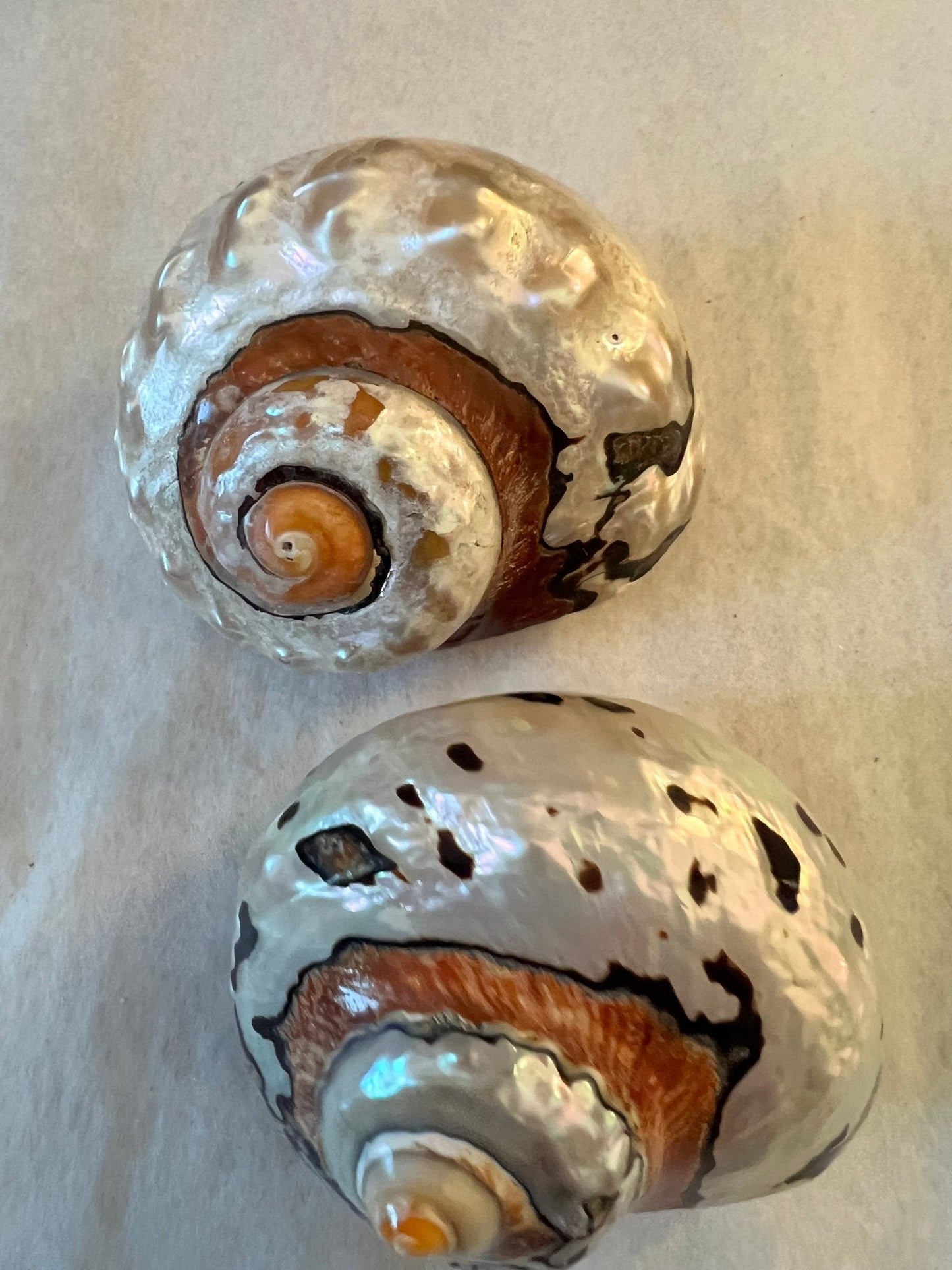 African Turbo Shells- 4 Sizes (Turbo sarmaticus)