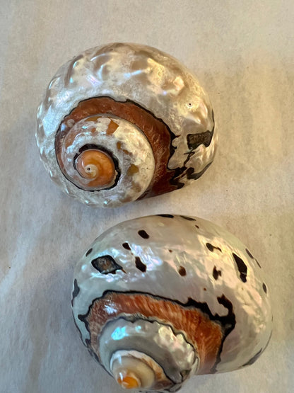African Turbo Shells- 4 Sizes (Turbo sarmaticus)