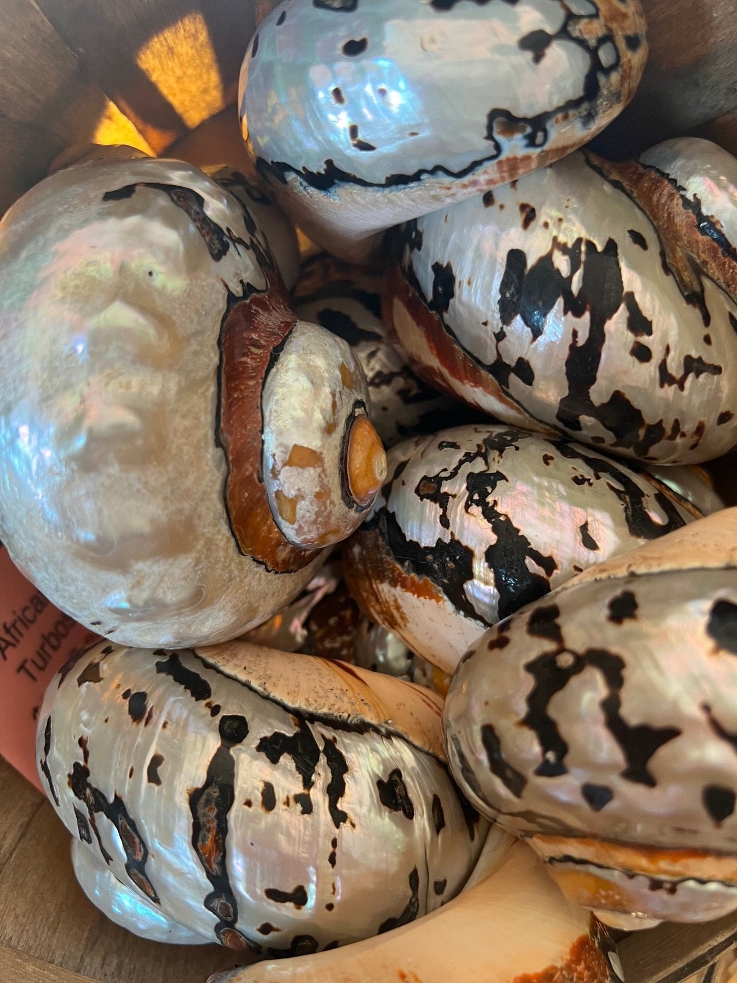 African Turbo Shells- 4 Sizes (Turbo sarmaticus)