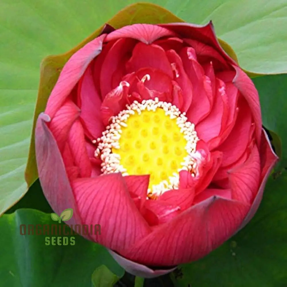 Aquatic Lotus Seeds (Nelumbo nucifera Crimson), Comprehensive Guide for Planting and Growing Vibrant Lotus Blossoms