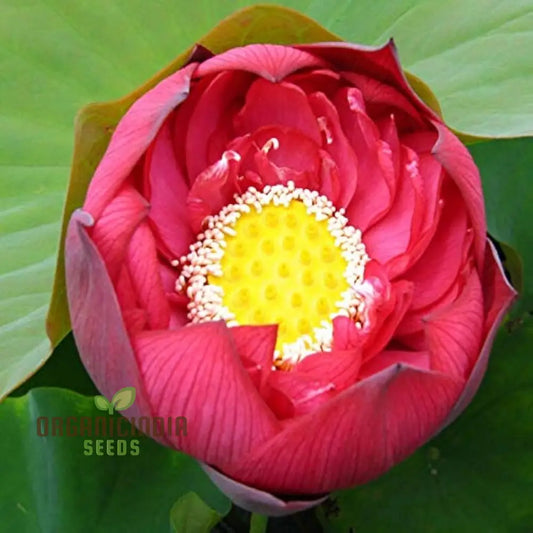 Aquatic Lotus Seeds (Nelumbo nucifera Crimson), Comprehensive Guide for Planting and Growing Vibrant Lotus Blossoms