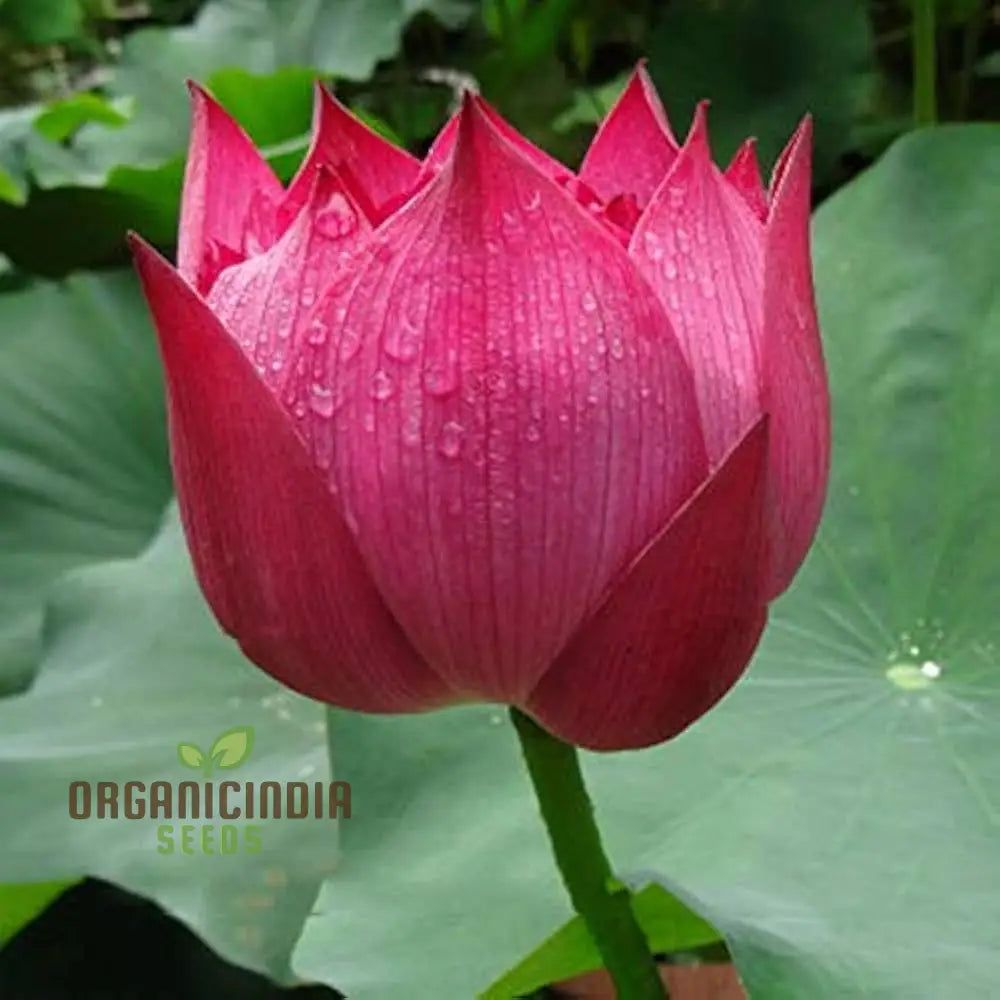 Aquatic Lotus Seeds (Nelumbo nucifera Crimson), Comprehensive Guide for Planting and Growing Vibrant Lotus Blossoms