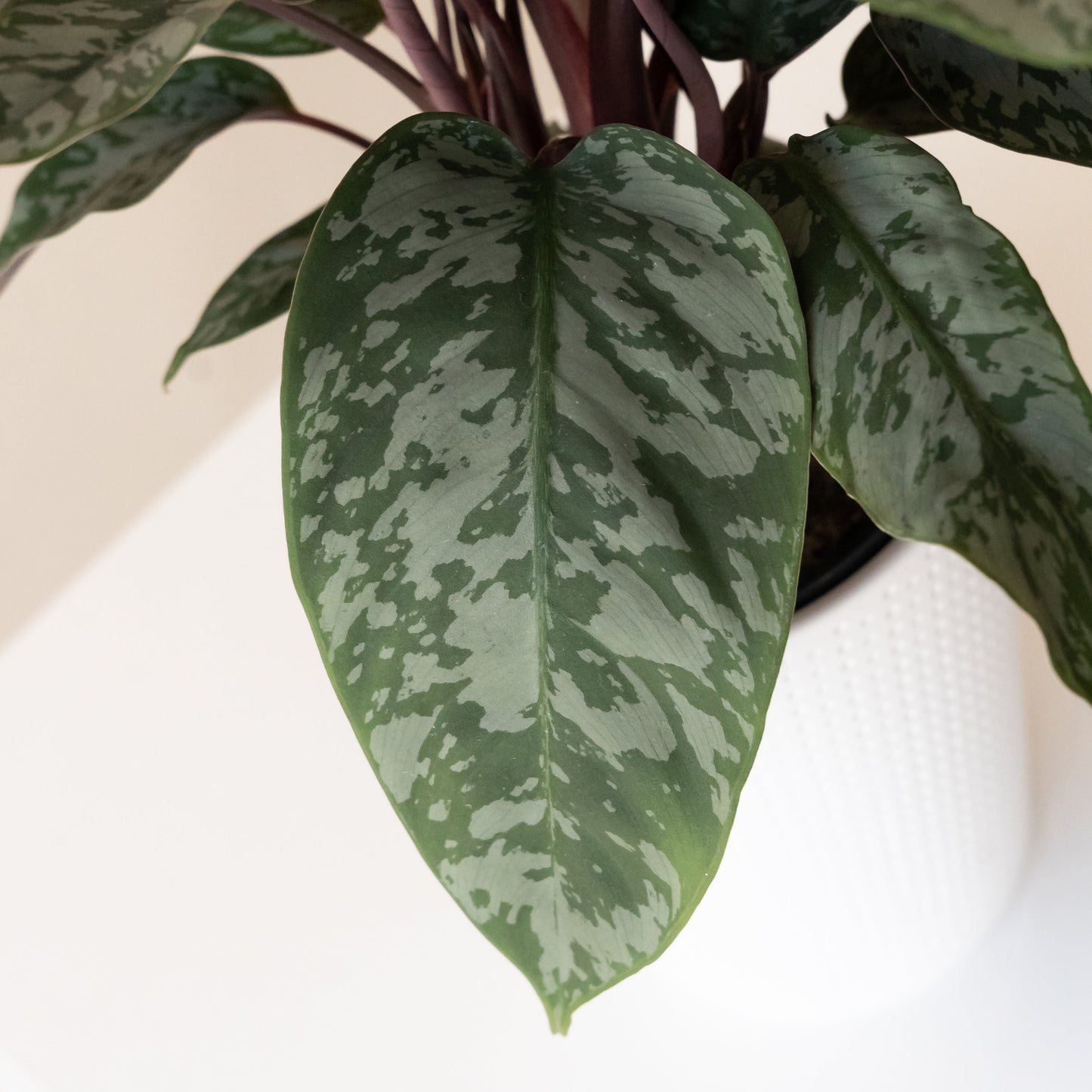 Art Deco™ Opulence™ | Apoballis acuminatissima