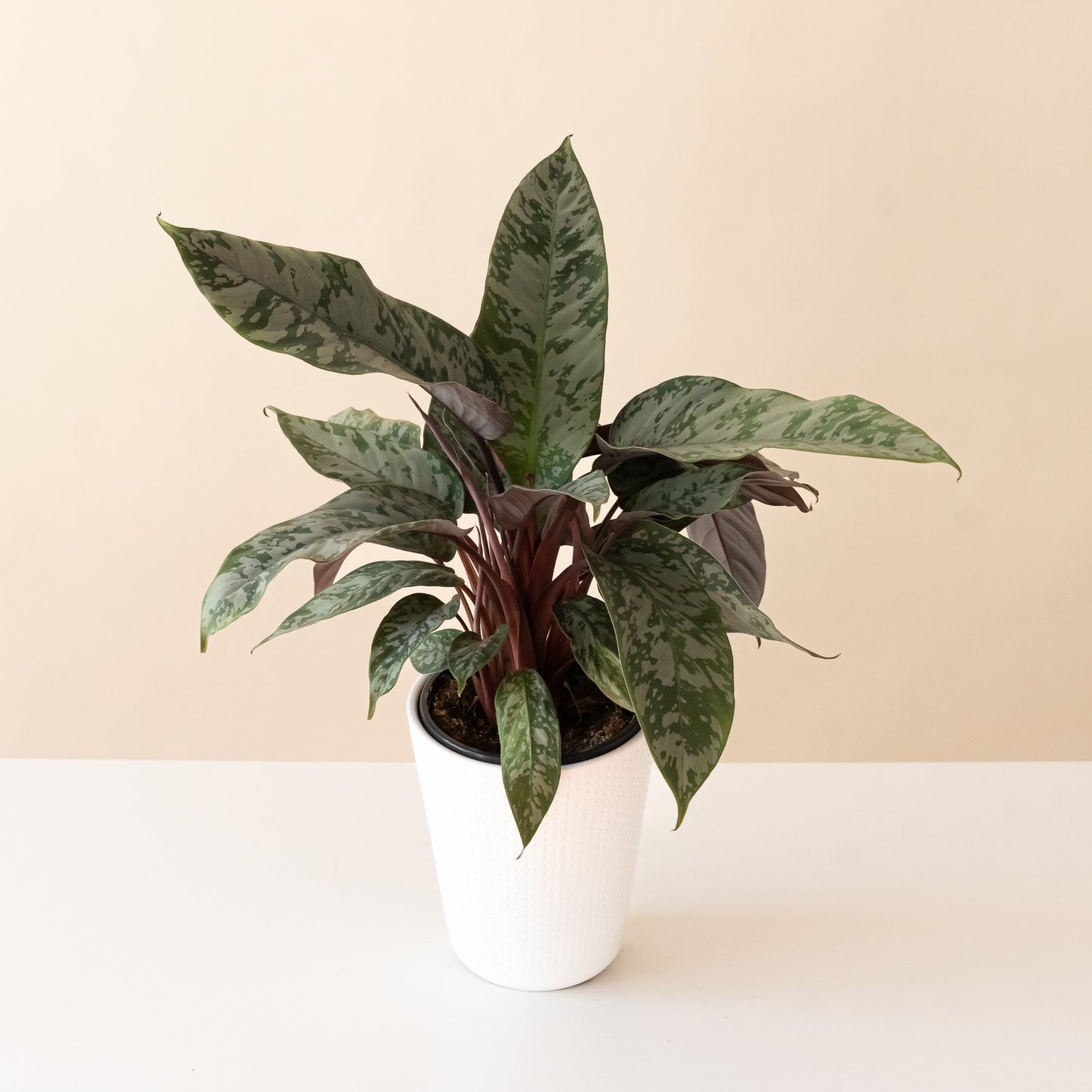Art Deco™ Opulence™ | Apoballis acuminatissima