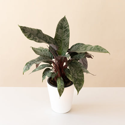 Art Deco™ Opulence™ | Apoballis acuminatissima
