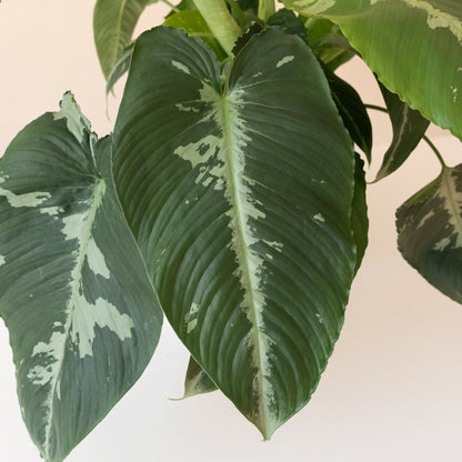 Art Deco™ Rivera™ Schismatoglottis | Rare Variegated Tropical Houseplant