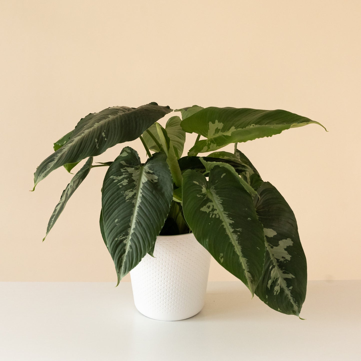 Art Deco™ Rivera™ Schismatoglottis | Rare Variegated Tropical Houseplant