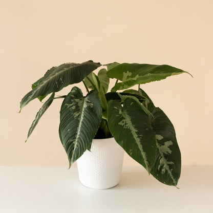 Art Deco™ Rivera™ Schismatoglottis | Rare Variegated Tropical Houseplant