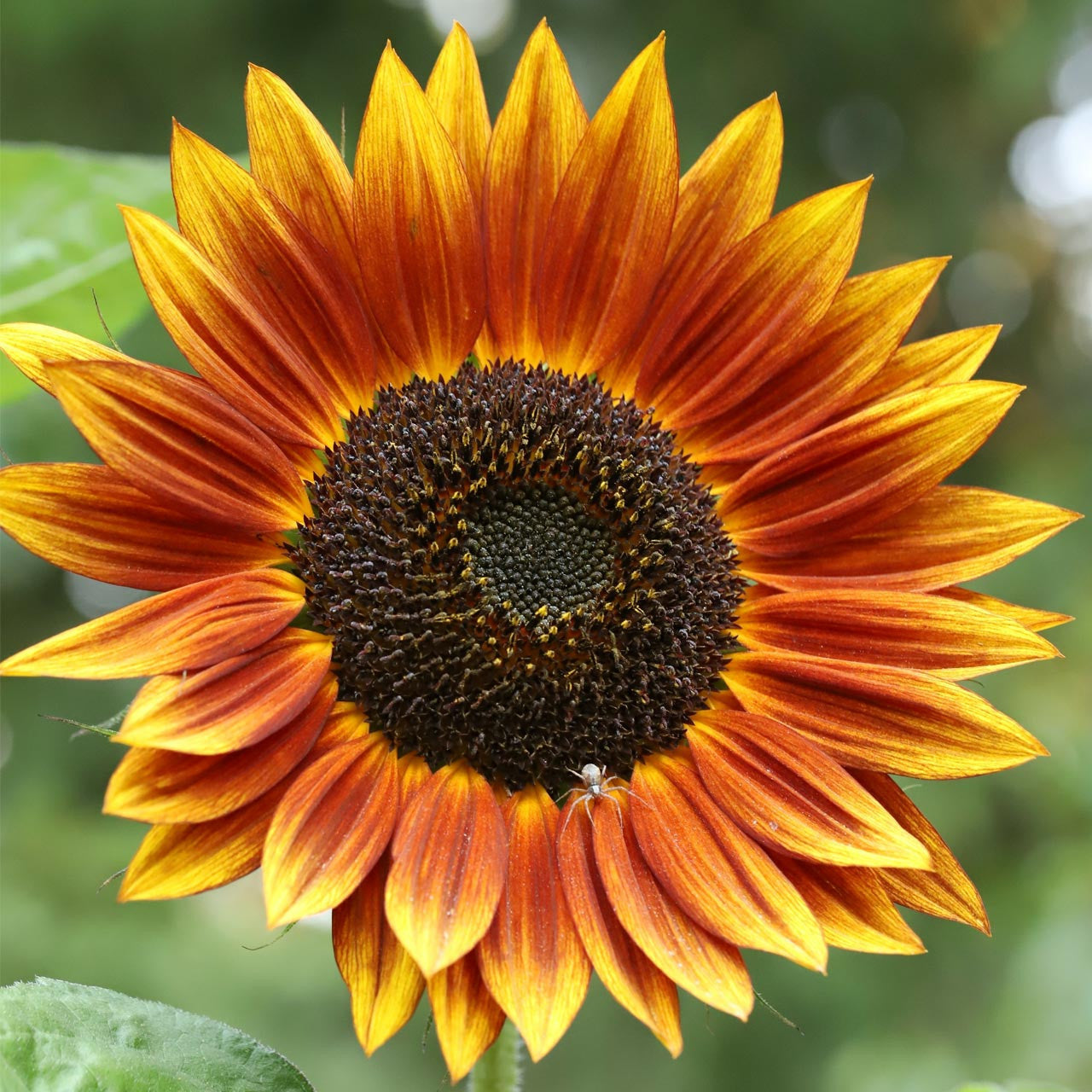 Autumn Beauty Sunflower Seeds – Multi-Colored Garden Blooms