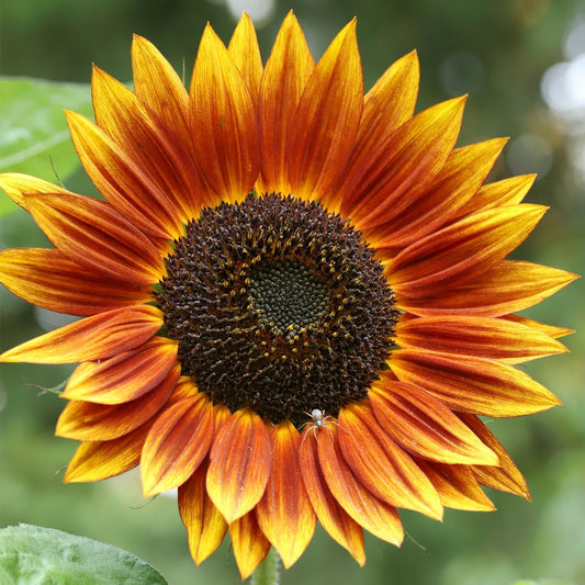 Autumn Beauty Sunflower Seeds – Multi-Colored Garden Blooms