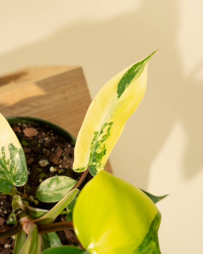 Philodendron Florida Beauty 'Sunrise' - 4" –