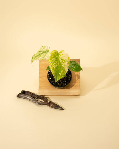 3.5" Monstera 'Mint' –