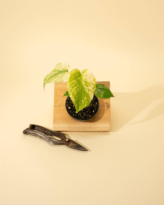 3.5" Monstera 'Mint' –