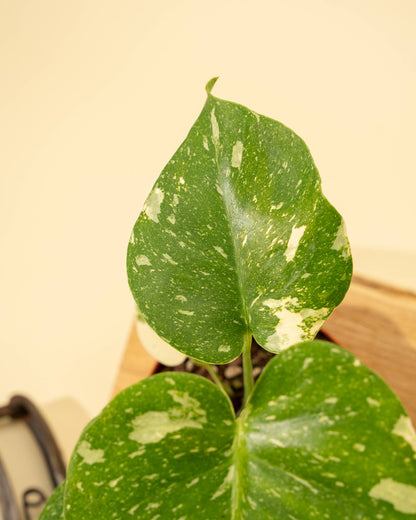 4" Monstera 'Thai Constellation'