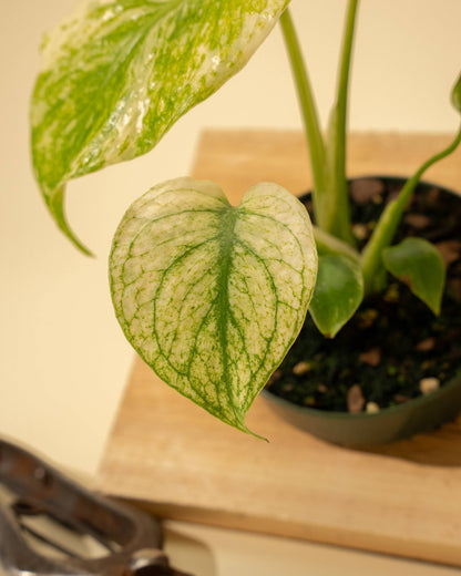 3.5" Monstera 'Mint' –