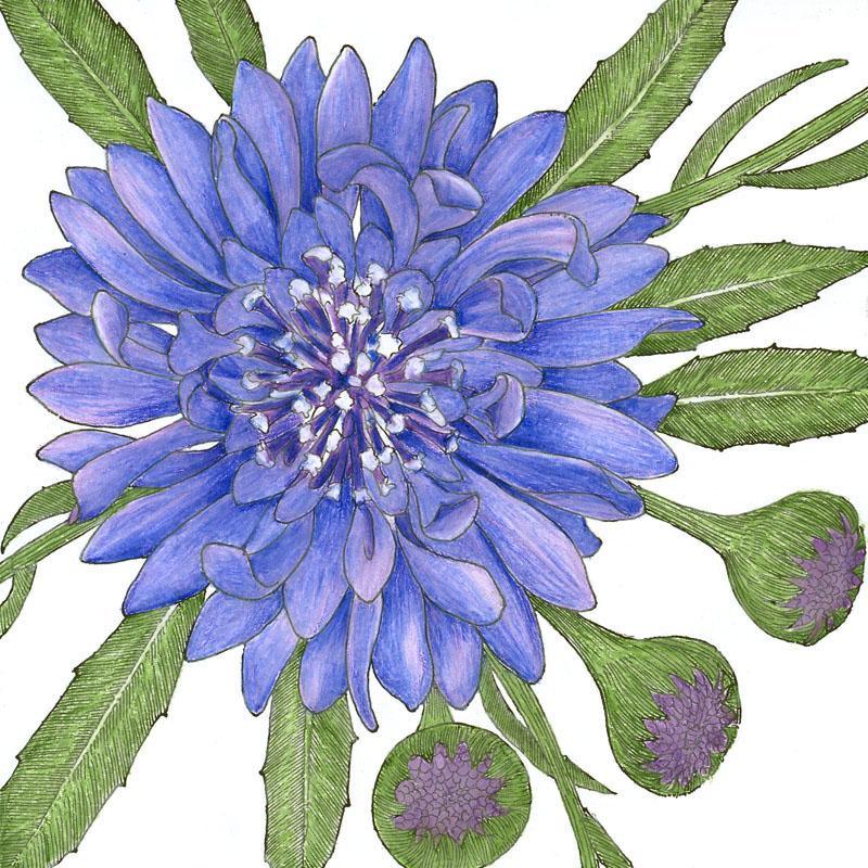 Bachelor Buttons (1/4 lb) – Flower Seeds
