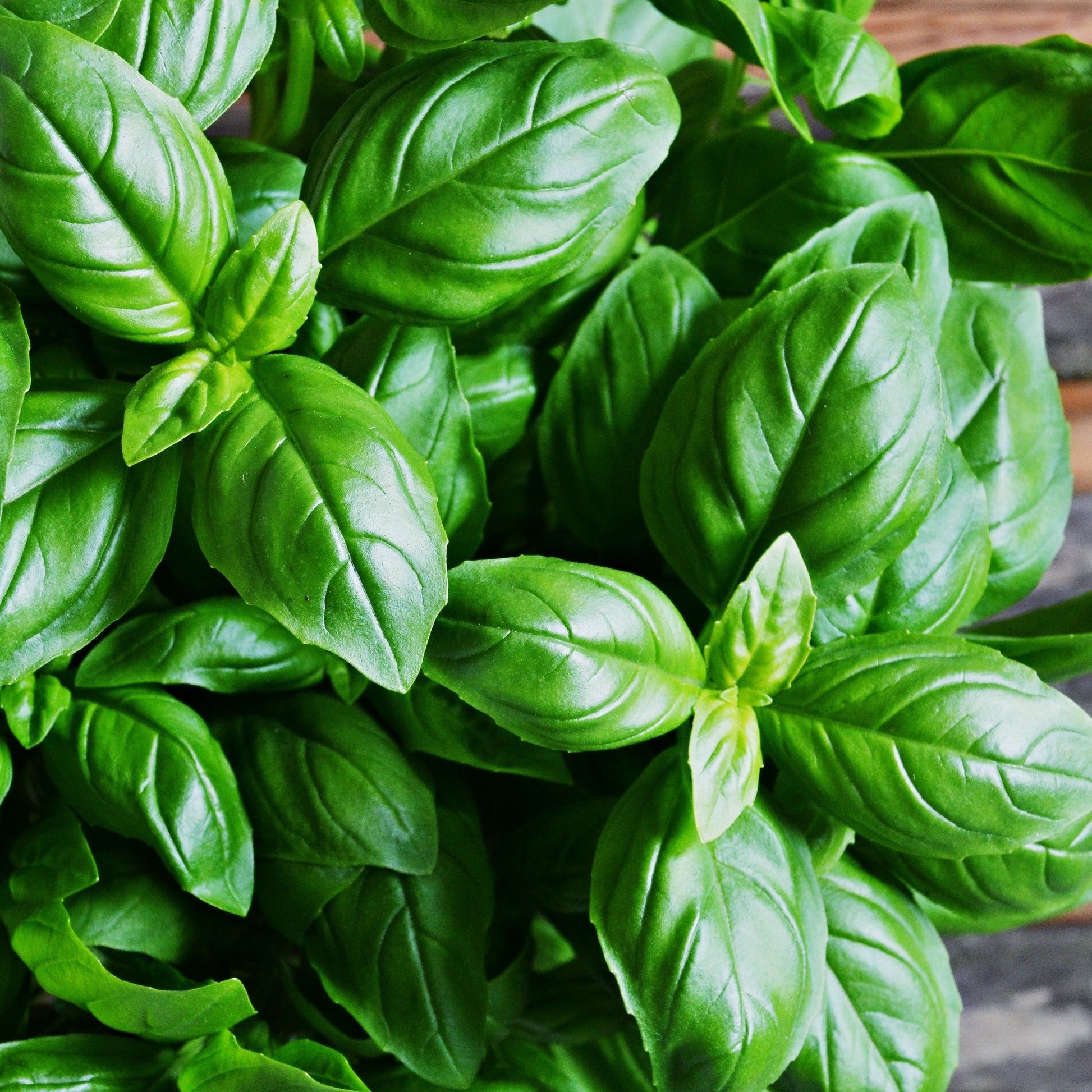 Basil Essential Oil (Sweet) – Essential_Oil