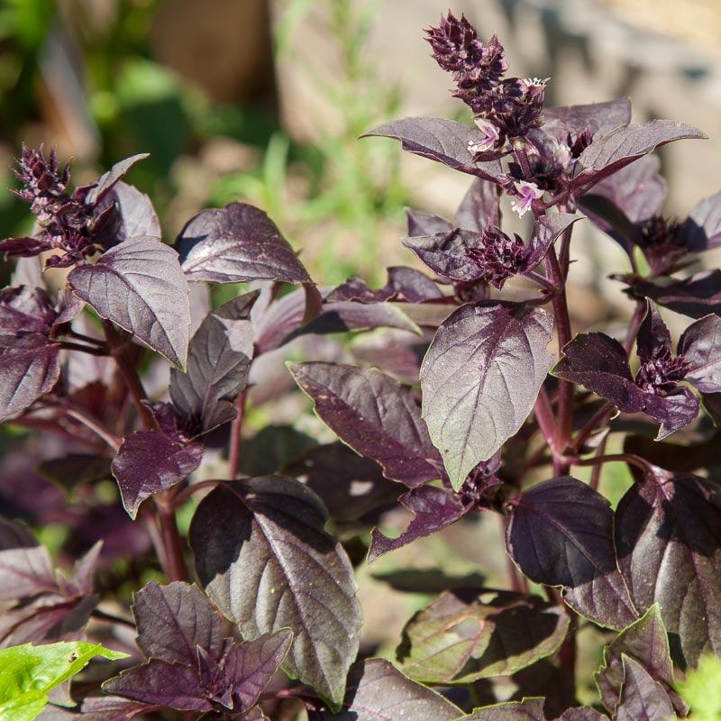 Basil Seeds, Dark Purple Opal (Organic) – Vegetable Seeds