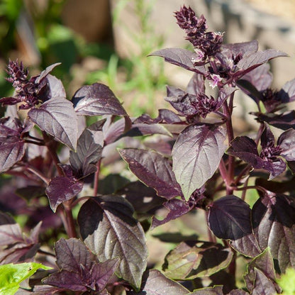 Basil Seeds, Dark Purple Opal (Organic) – Vegetable Seeds