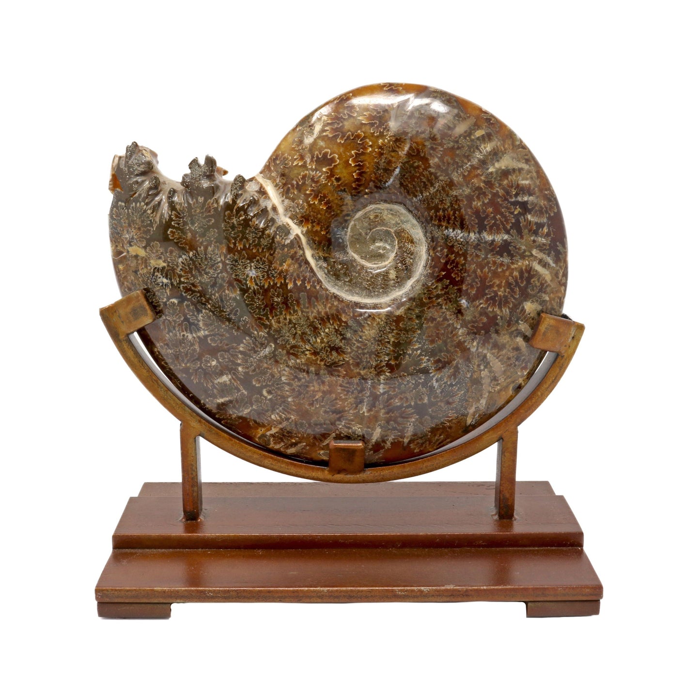 Polished Ammonite Fossil on Stand - Museum Quality – Fossils & Minerals