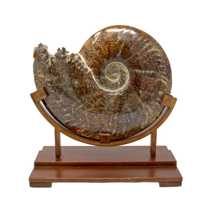 Polished Ammonite Fossil on Stand - Museum Quality – Fossils & Minerals